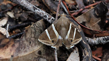 Wallpaper thumb: Grammodes oculicola Moth